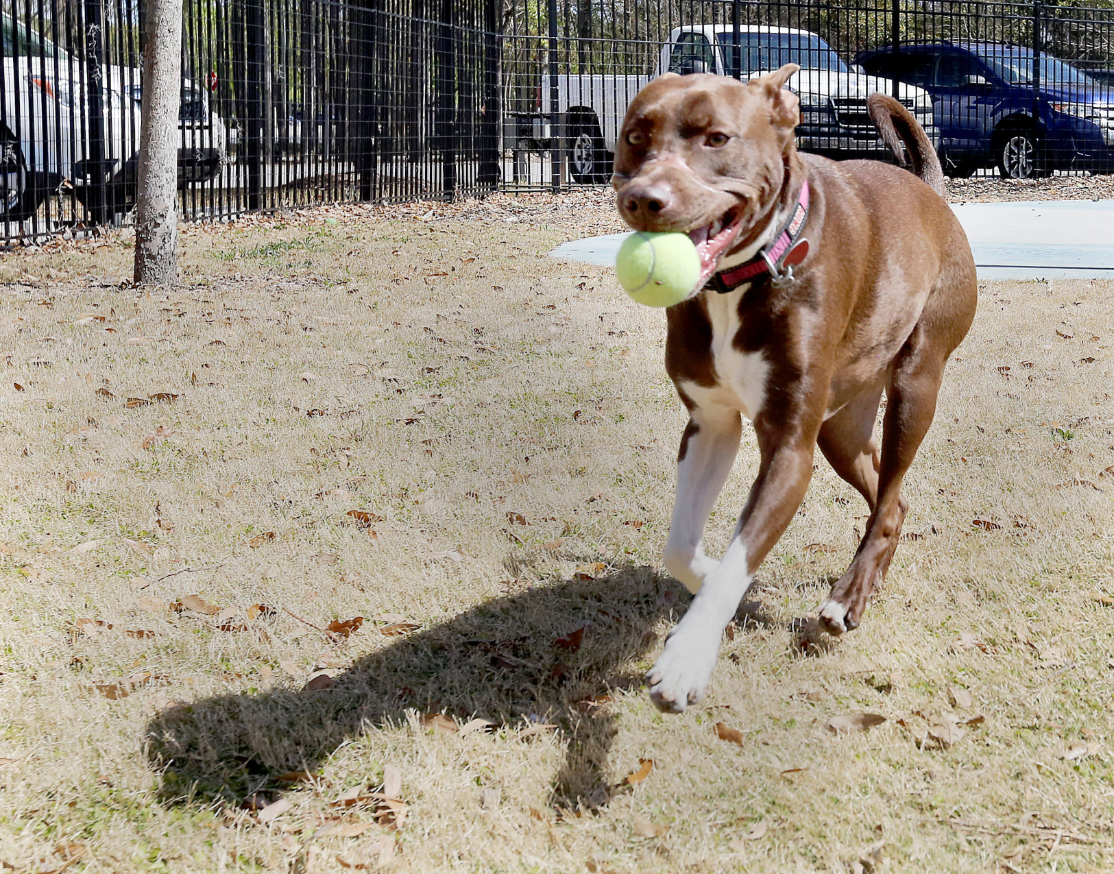 Caitlyn dog